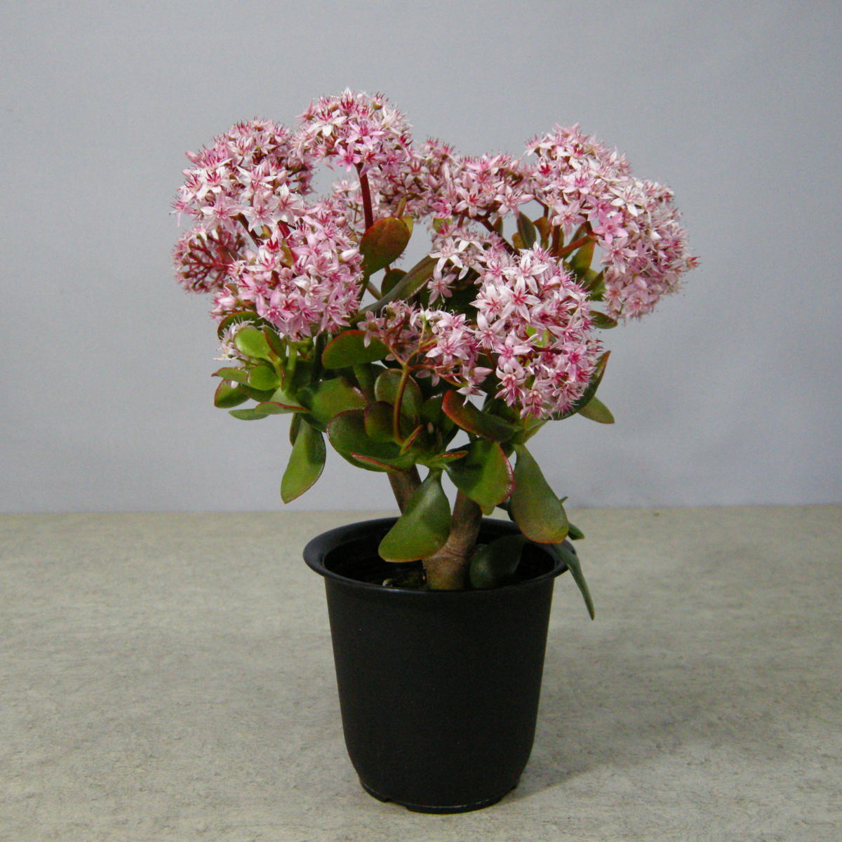 一起園芸 検索を 金のなる木 桜花月 鉢物05 の多肉植物 サボテン 売買されたオークション情報 Yahooの商品情報をアーカイブ公開 オークファン Aucfan Com