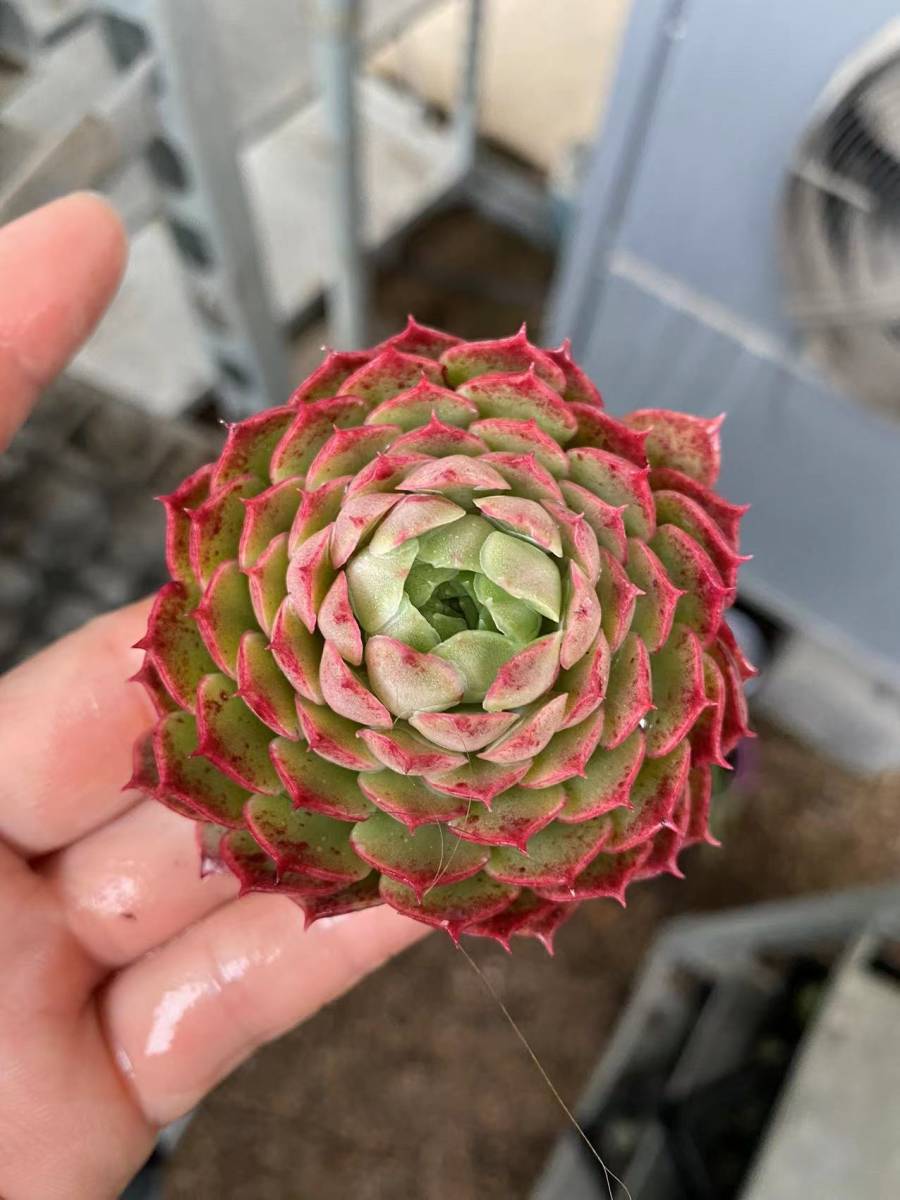 hnk40ー5 エケベリア 13個　レッドホール Echeverihnk 'Red Hole多肉植物 観葉植物 超美苗