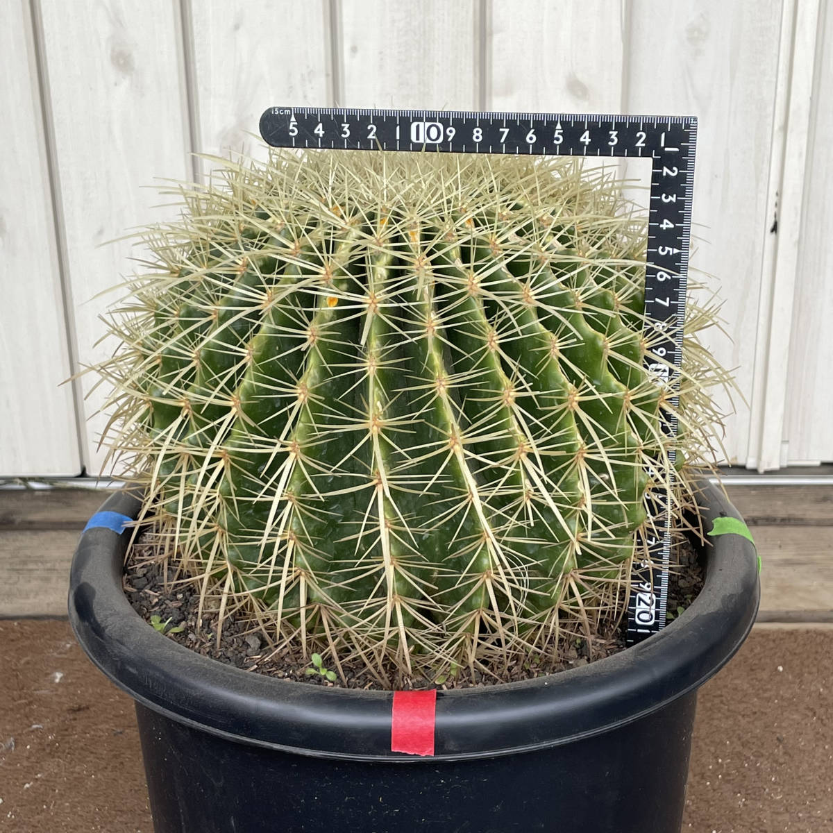 やテラス 現品 金鯱サボテン28cm前後 Echinocactus Grusonii Golden Barrel 耐寒性 9a 6 9 ドライガーデン のメッセー