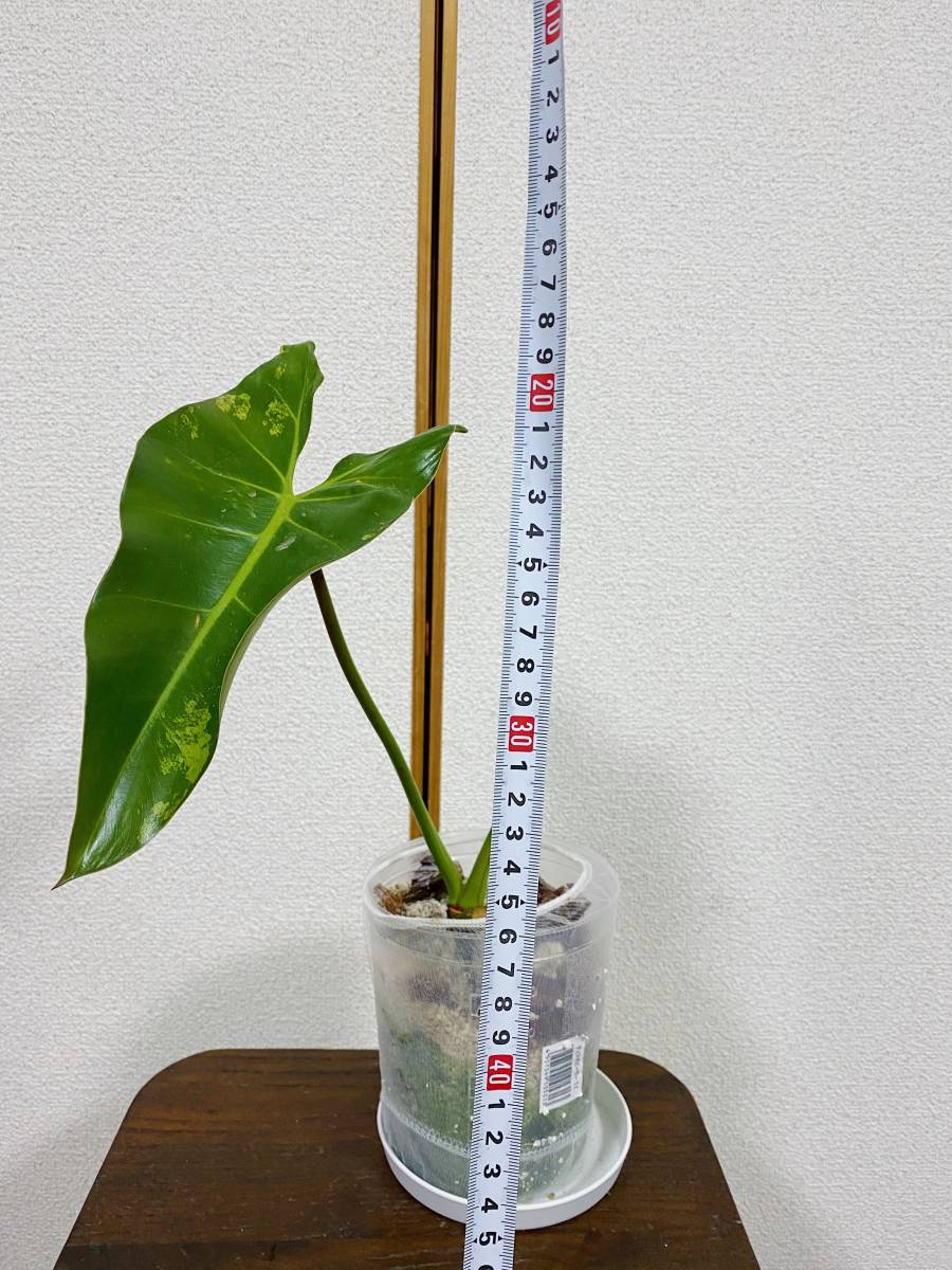 PHILODENDRON ILSEMANII 「フィロデンドロン イルセマニー 