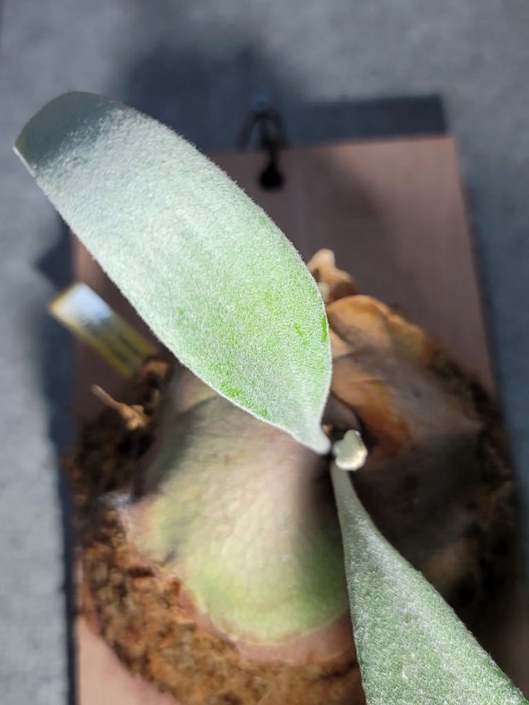 ▽P.willinckii cv Celso Tatsuta▽ 限定一株 純血OC セルソタツタ