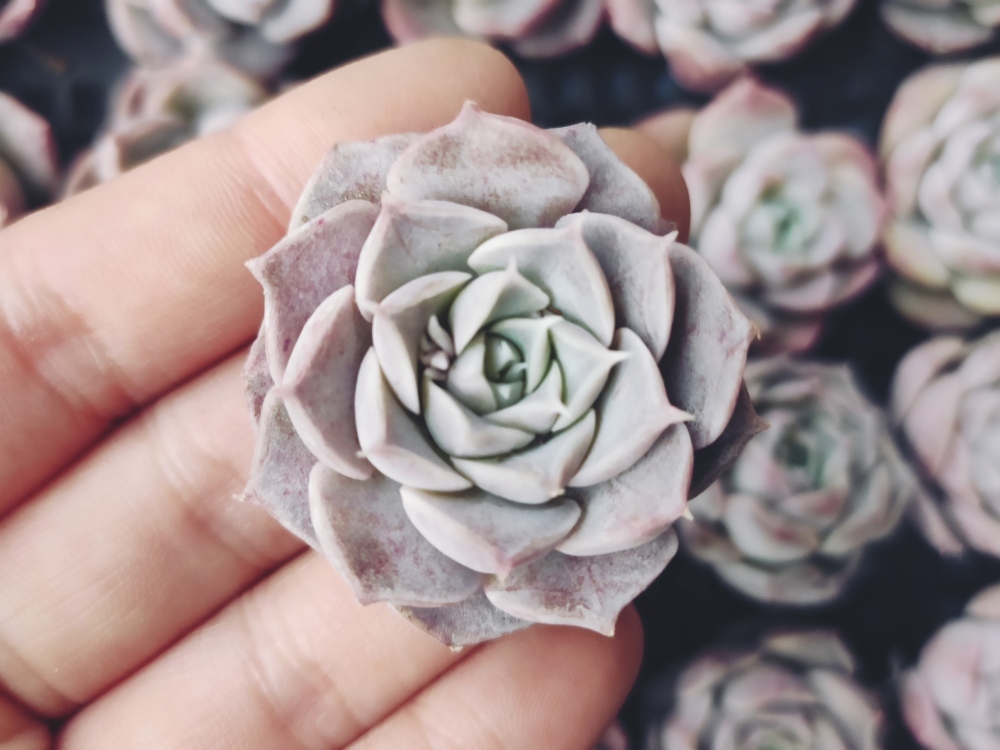 多肉植物 エケベリア fw226新品種 アメイジンググレイス Hyb25個