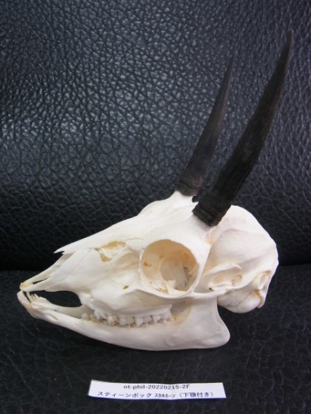 アフリカ便！高品質 ☆ スティーンボックスカルホーン（下顎なし）