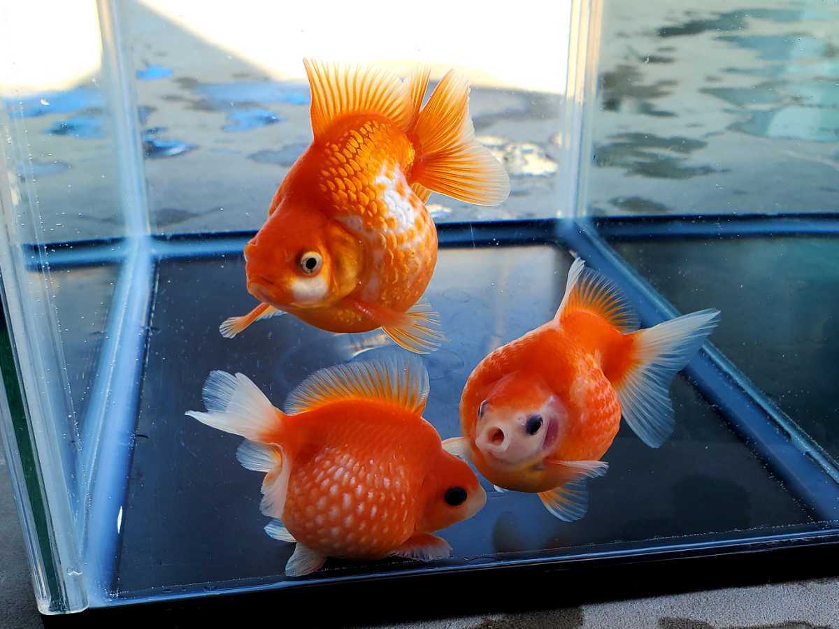 鹿の子 国産 レア ピンポンパール 3匹セット 明け二歳 約7 0cm 上質 金魚 観賞魚 まん丸 可愛い 飼育 カラフル 各色セット その他 売買されたオークション情報 Yahooの商品情報をアーカイブ公開 オークファン Aucfan Com