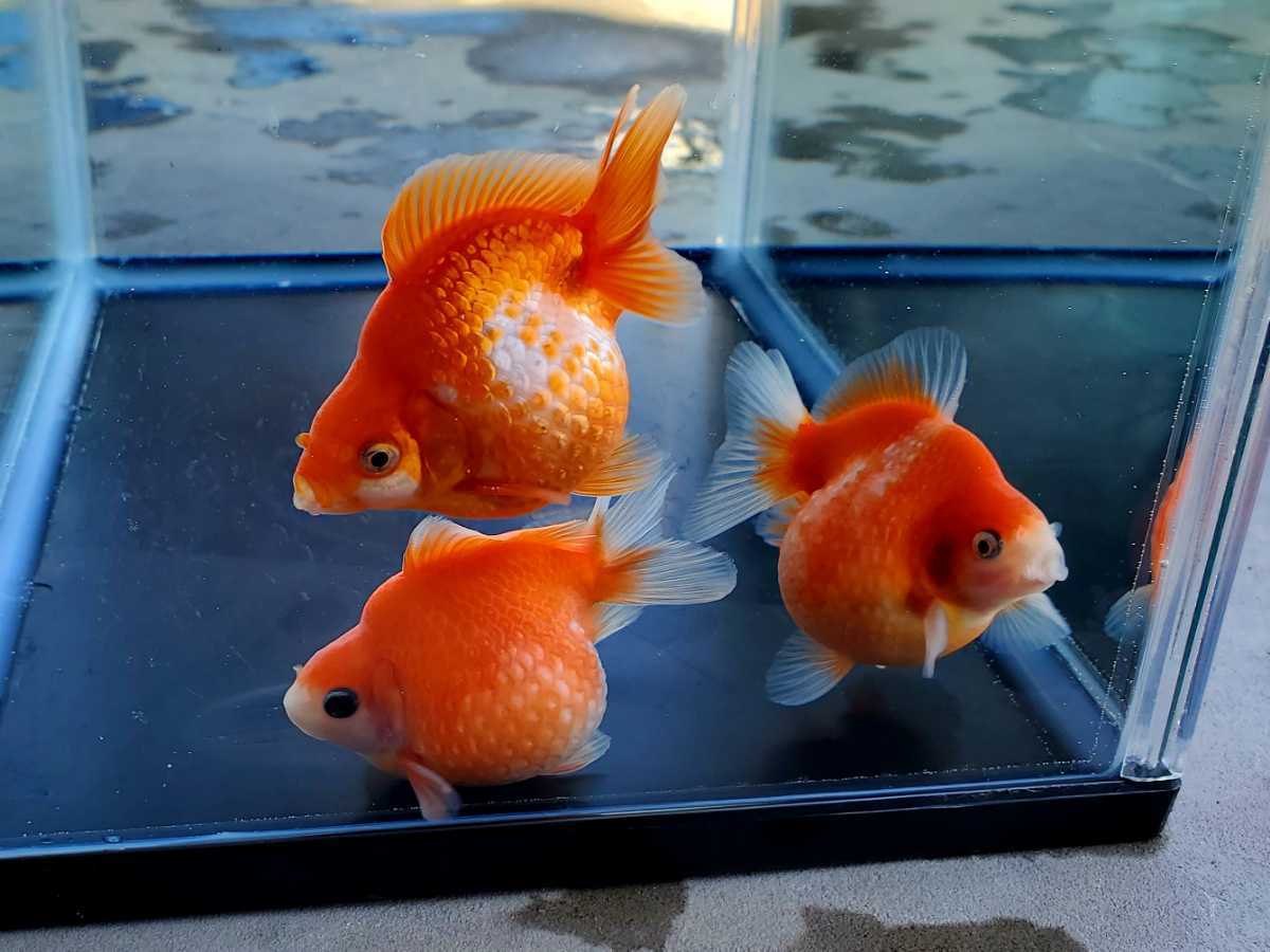 鹿の子 国産 レア ピンポンパール 3匹セット 明け二歳 約7 0cm 上質 金魚 観賞魚 まん丸 可愛い 飼育 カラフル 各色セット その他 売買されたオークション情報 Yahooの商品情報をアーカイブ公開 オークファン Aucfan Com 鹿の子 国産 レア ピンポンパール 3匹セット 明け二歳 約7 0cm 上質 金魚 観賞魚 まん丸 可愛い 飼育 カラフル 各色セット その他 売買されたオークション情報 Yahooの商品情報をアーカイブ公開 オークファン Aucfan Com