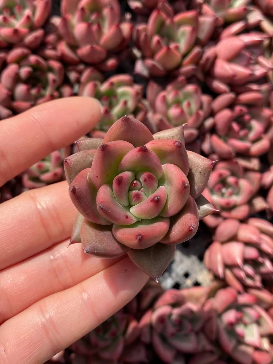 ハニーピンク ① 抜き苗 多肉植物 送料無料♡♡ 13.多肉植物