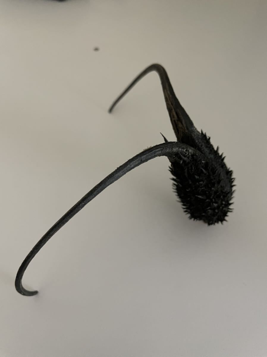 食虫植物 イビセラ ルテア 種子10粒 Ibicella Lutea キバナツノゴマ 観葉植物 売買されたオークション情報 Yahooの商品情報をアーカイブ公開 オークファン Aucfan Com