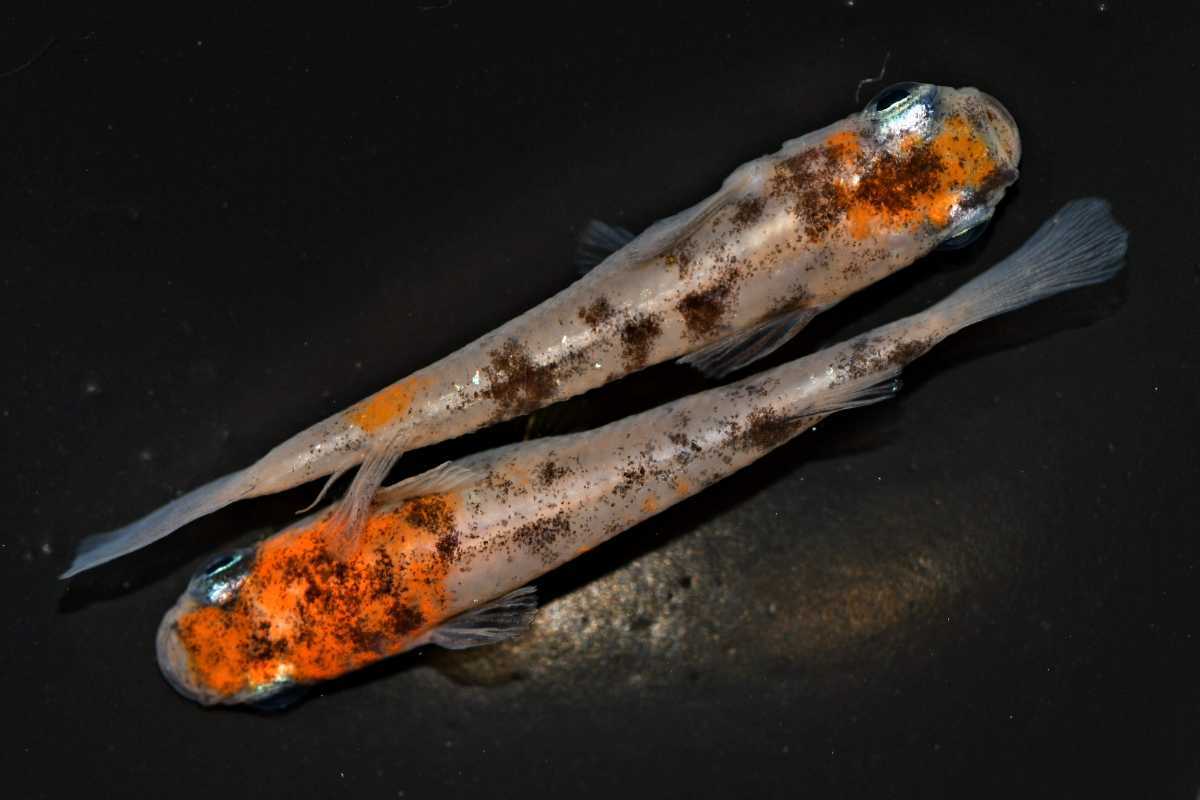 めだか屋さくら 桜錦 1ペア Lサイズ 3月19日日発送 No 2 めだか 売買されたオークション情報 Yahooの商品情報をアーカイブ公開 オークファン Aucfan Com