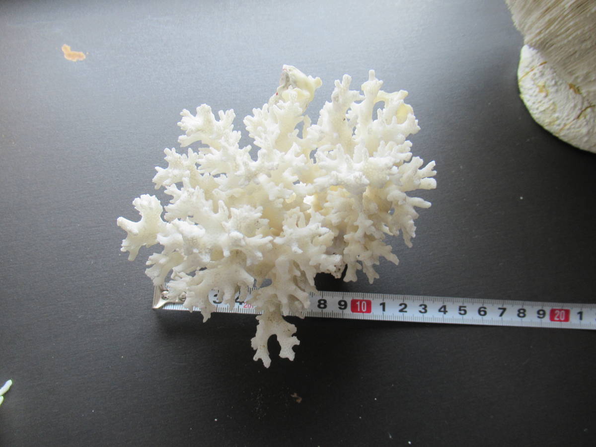 白 珊瑚 サンゴ 貝付き 計5.4kg ジャンク扱い さんご 置物 海水魚 水槽 