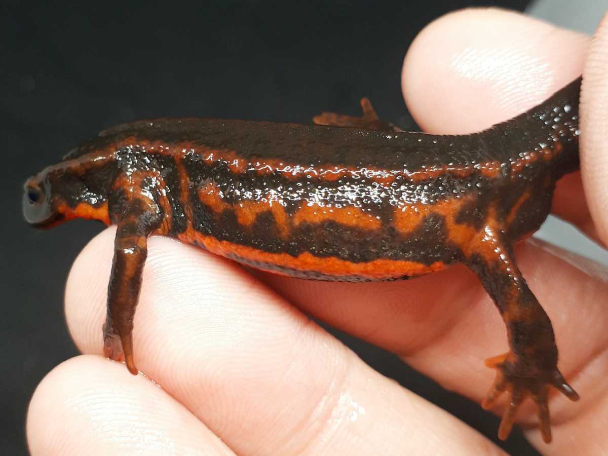 鬼レア激美 アマミシリケンイモリ 赤みを帯びた黒いボディの体側に赤い斑模様がシッカリと入りグリーンパウダーも乗った極上 個体 12cm イモリ サラマンダー 売買されたオークション情報 Yahooの商品情報をアーカイブ公開 オークファン Aucfan Com