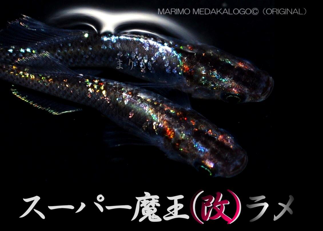 まりもめだか 広島プロショップ め組様血統 スーパー魔王 改 メダカ ラメ めだかの卵10個 A 有精卵 メダカの卵 めだか メダカ 卵 めだか卵 めだか 売買されたオークション情報 Yahooの商品情報をアーカイブ公開 オークファン Aucfan Com