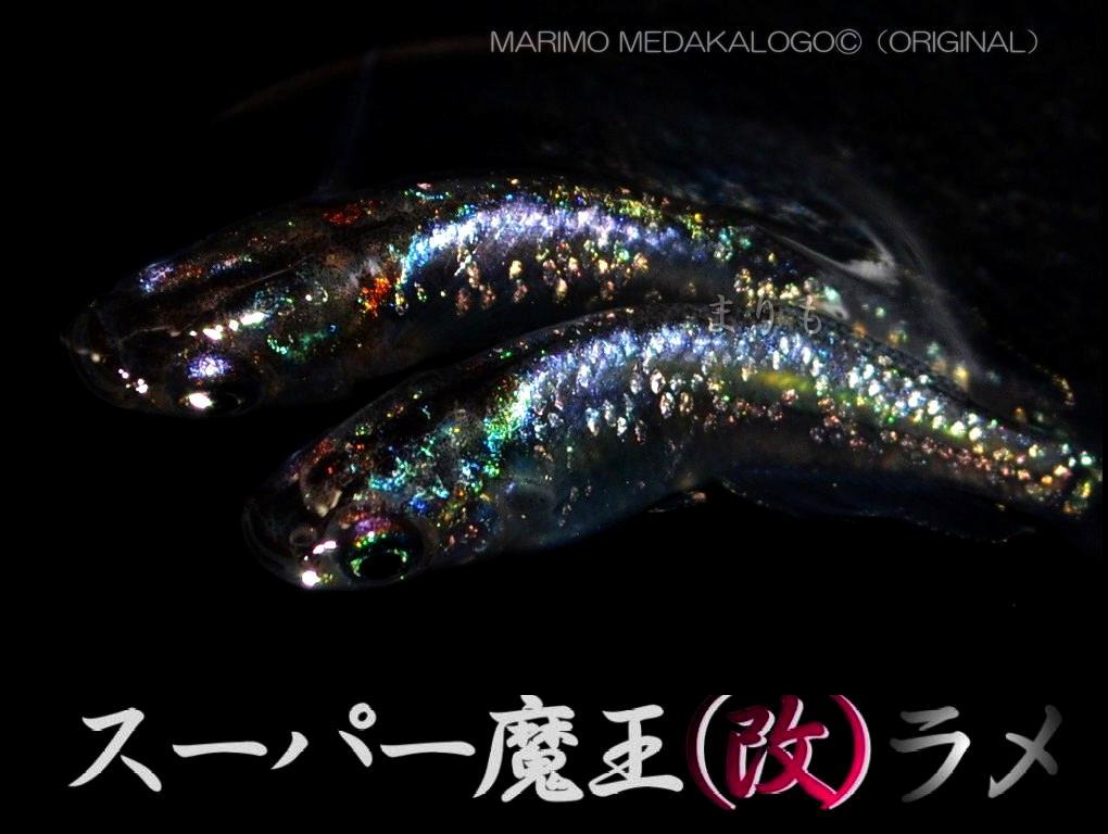 まりもめだか 広島プロショップ め組様血統 スーパー魔王 改 メダカ ラメ めだかの卵10個 A 有精卵 メダカの卵 めだか メダカ 卵 めだか卵 めだか 売買されたオークション情報 Yahooの商品情報をアーカイブ公開 オークファン Aucfan Com