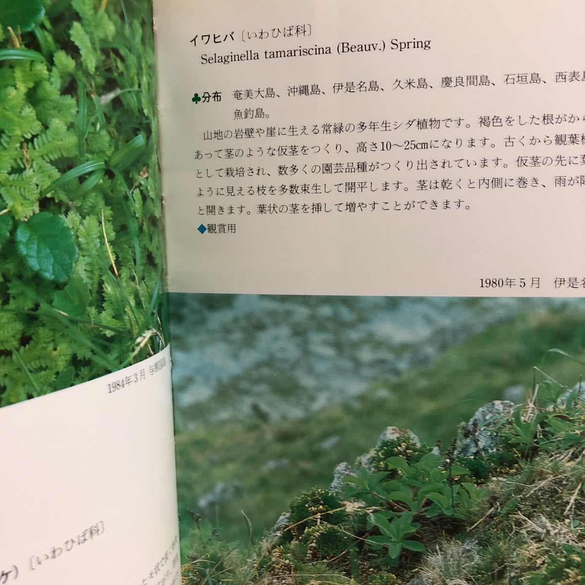 沖縄植物野外活用図鑑 池原直樹 新星図書出版 Clinicacampinas Com Br