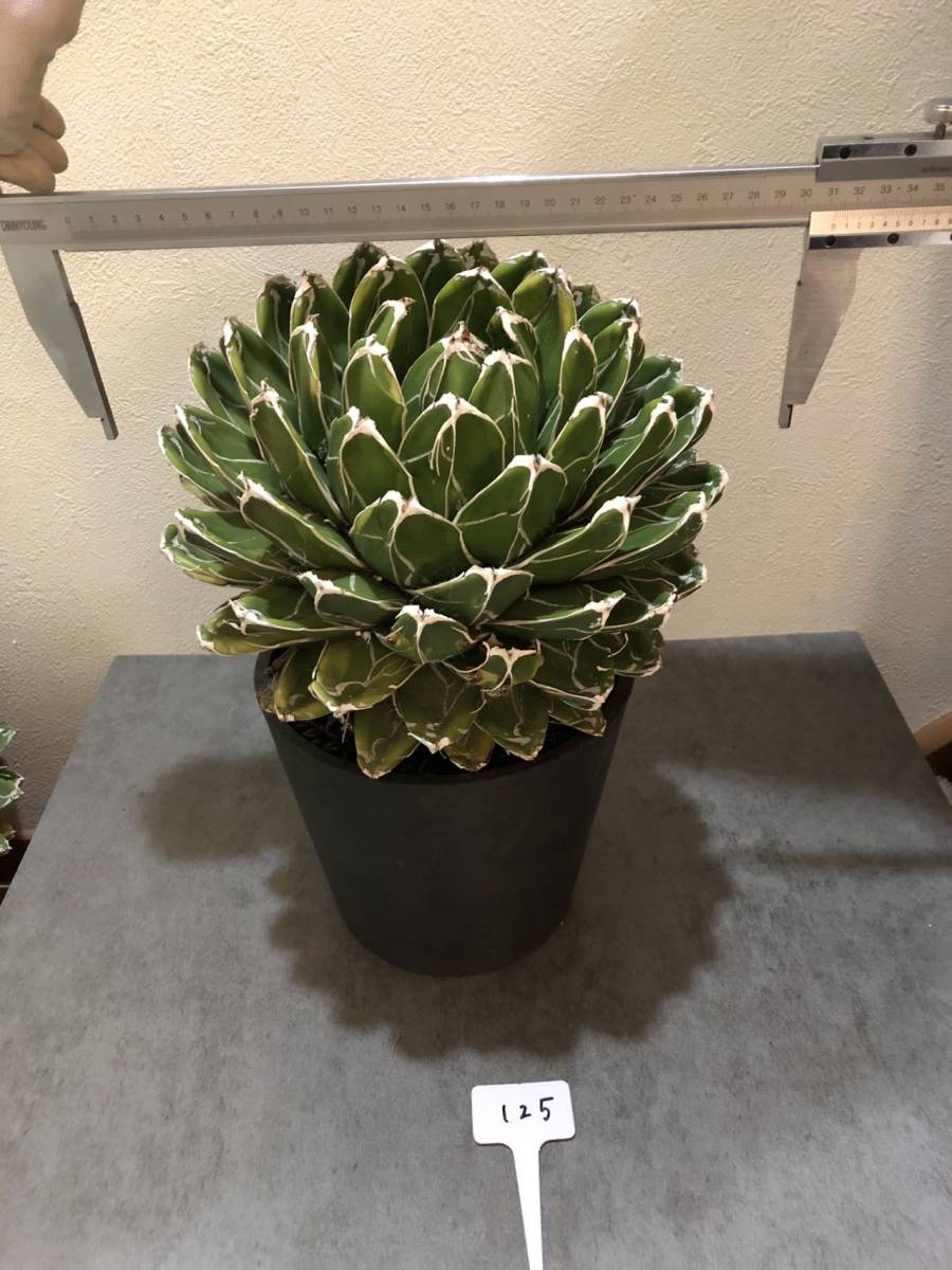 特選大株！アガベ サイズ30cm アガベ 笹の雪 輝山ヴィクトリア  