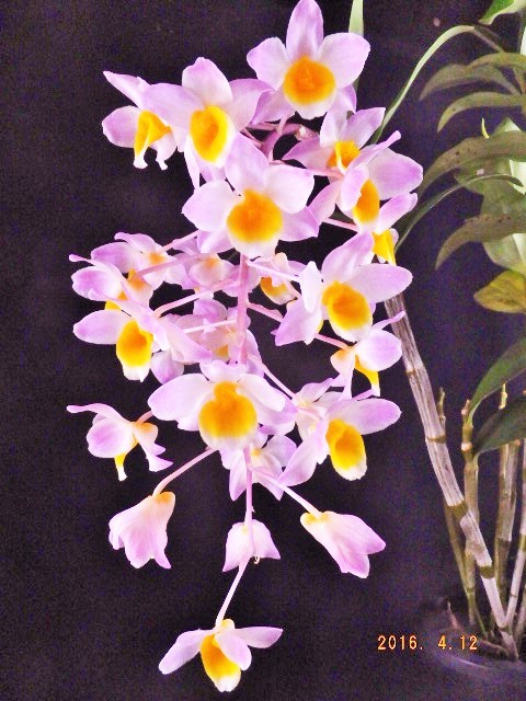 洋蘭原種 Den.bronckartii'Benibotan' OG 大株 つぼみ付き 洋蘭原種