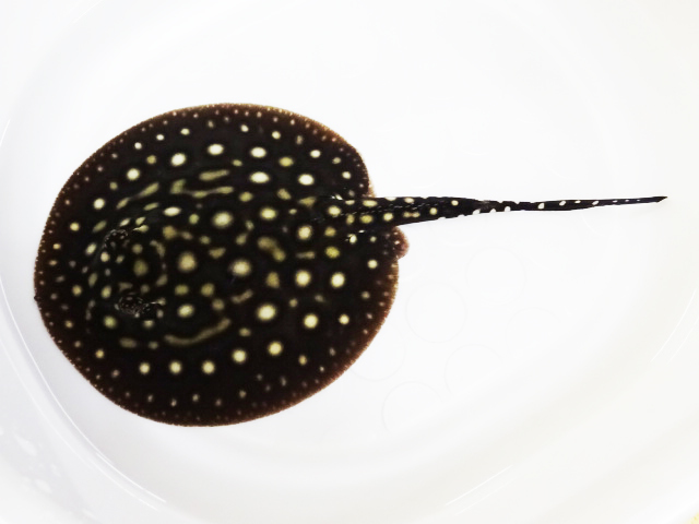 2026年最新Yahoo!オークション -淡水エイ(魚類、水生生物)の中古