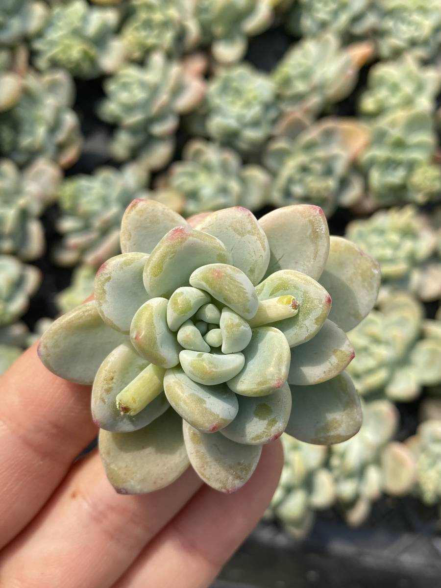 多肉植物 エケベリア ベンケイソウ科 セダム属 クラバツム エケベリア 25個 サボテン 観葉植物 園芸 東京在庫 最短当日出荷 Abc56 サボテン 売買されたオークション情報 Yahooの商品情報をアーカイブ公開 オークファン Aucfan Com