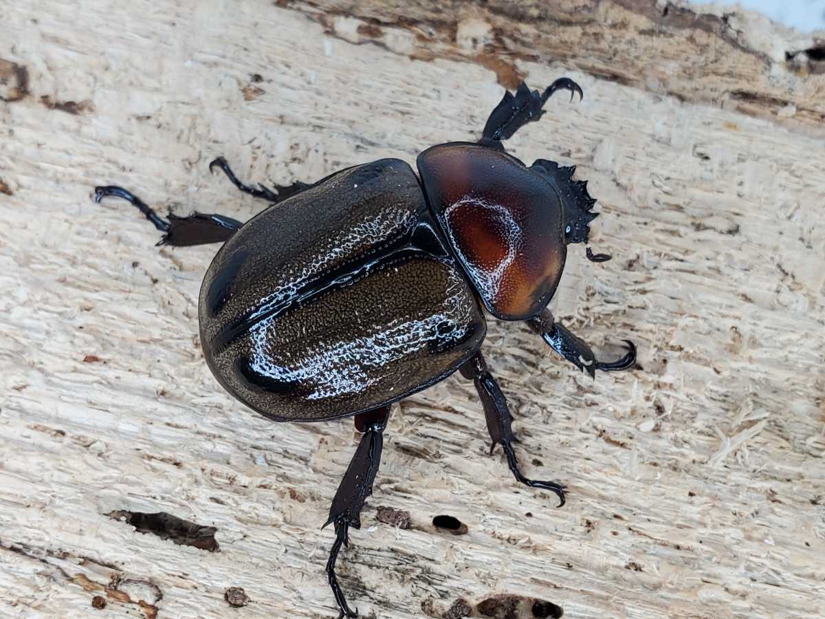 ☆ヨツボシヒナカブト ペア☆ ヨツボシヒナカブト ペア Ⅳ 後食済み