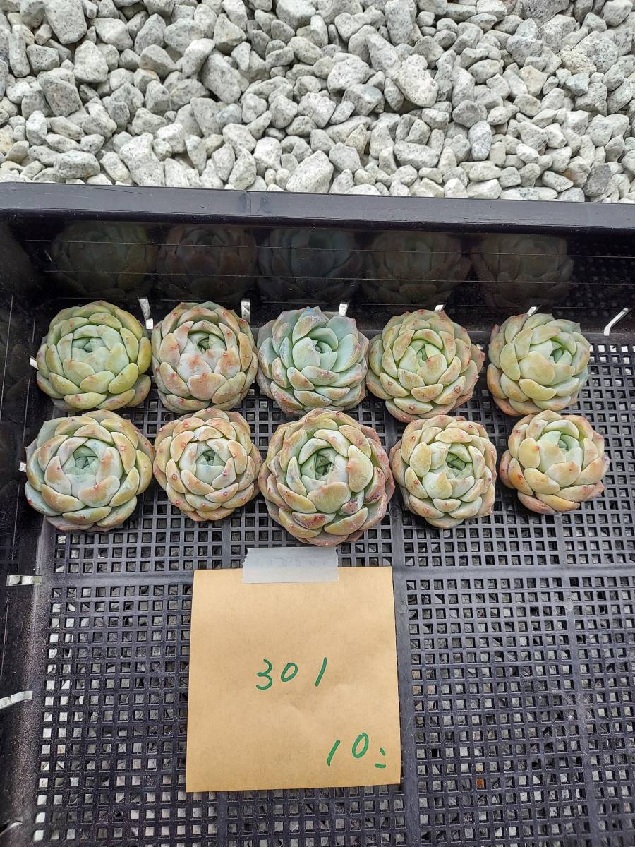 いつでもどこでも送料無料 韓国多肉植物 韓国苗 エケベリア Echeveria 321-301Jade Face（ジェイドフェイス）10個　(岡山在庫)(4/1発送)