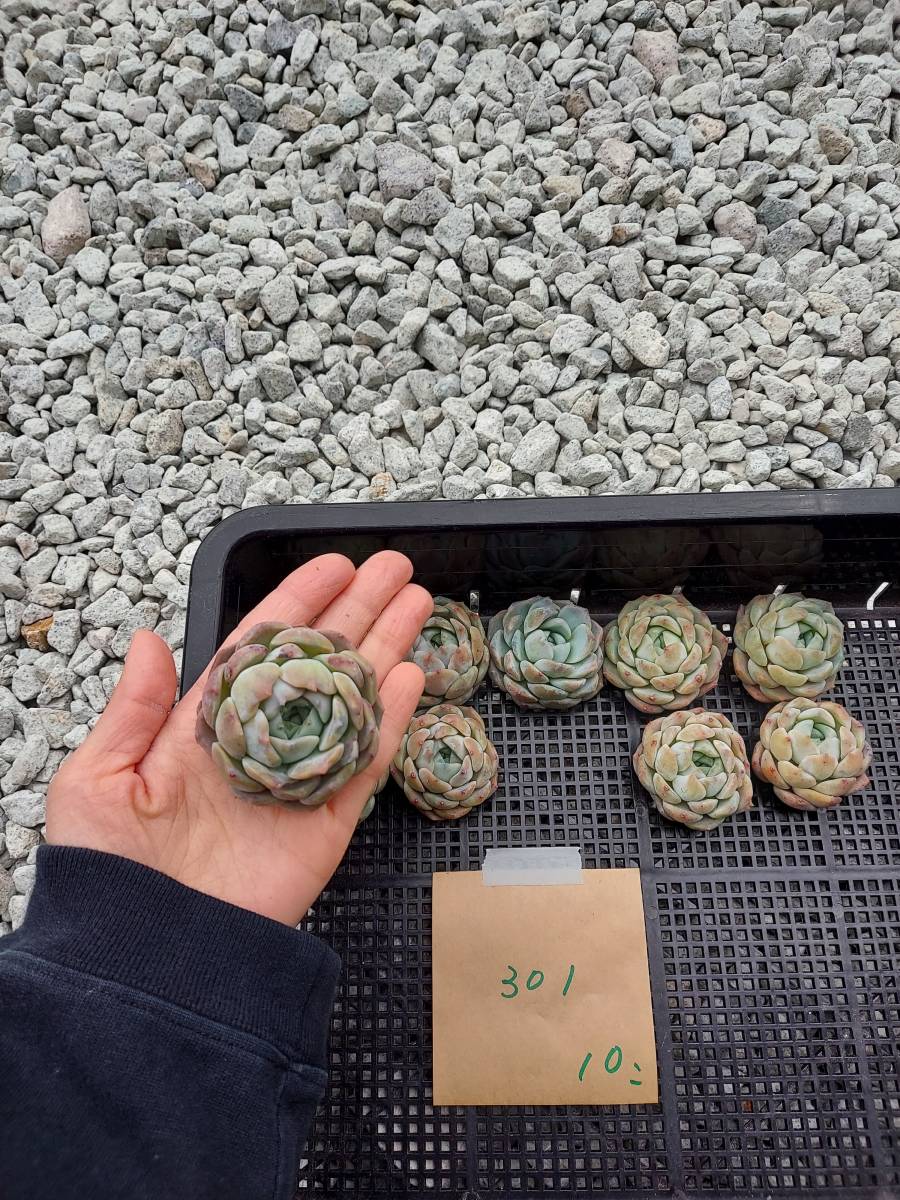 いつでもどこでも送料無料 韓国多肉植物 韓国苗 エケベリア Echeveria 321-301Jade Face（ジェイドフェイス）10個　(岡山在庫)(4/1発送)