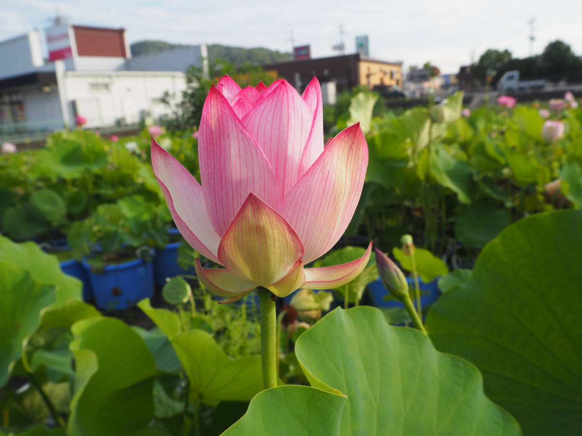 蓮の苗 明光蓮01 めいこうれん の苗 蓮根 レンコン 蓮 ハス ビオトープ メダカ 花はす 苗 売買されたオークション情報 Yahooの商品情報をアーカイブ公開 オークファン Aucfan Com 蓮の苗 明光蓮01 めいこうれん の苗 蓮根 レンコン 蓮 ハス ビオトープ メダカ 花はす 苗 売買されたオークション情報 Yahooの商品情報をアーカイブ公開 オークファン Aucfan Com