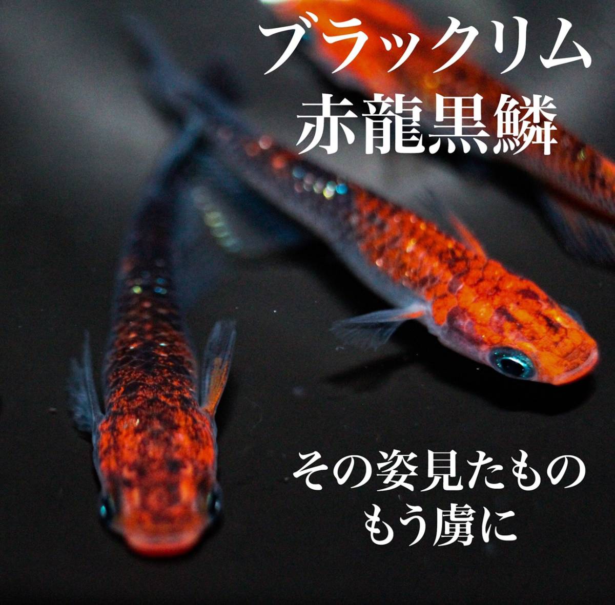 街のメダカ屋さん 赤龍黒鱗 ブラックリム めだか 有精卵15個 めだか 卵 めだか 売買されたオークション情報 Yahooの商品情報をアーカイブ公開 オークファン Aucfan Com