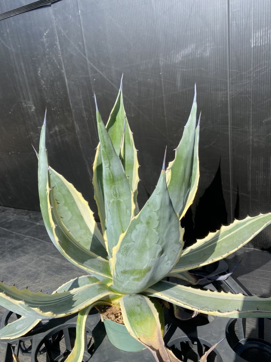 Agave americana 'Marshmallow Cream' アメリカーナ マシュマロ
