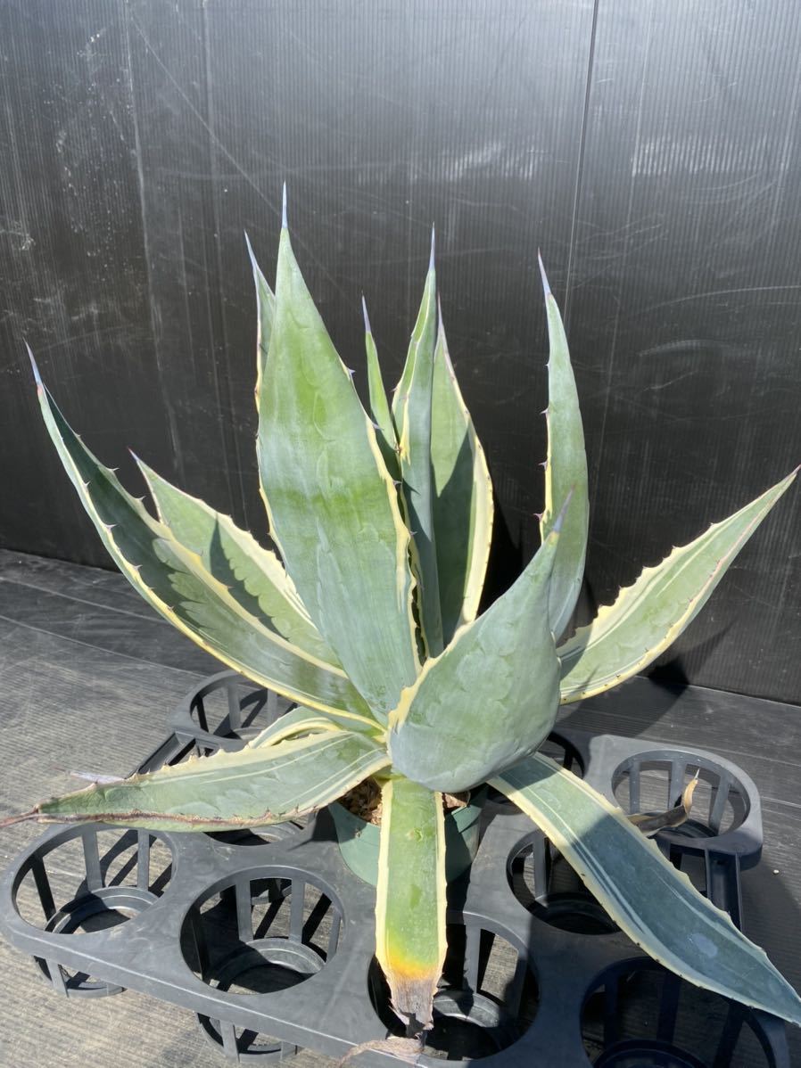 Agave americana 'Marshmallow Cream' アメリカーナ マシュマロ