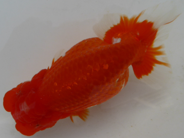 お買い得 らんちゅう 種 鑑賞用タイプ 素赤 優良系統 らんちゅう 素赤 11cm メスタイプ : らんちゅうショップ大福 - 通販