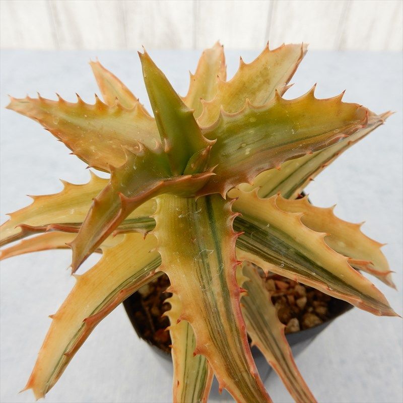 0405 003 斑入りアロエ コンゴレンシス錦 B 9cmポット 多肉植物 現品 アロエ 売買されたオークション情報 Yahooの商品情報をアーカイブ公開 オークファン Aucfan Com