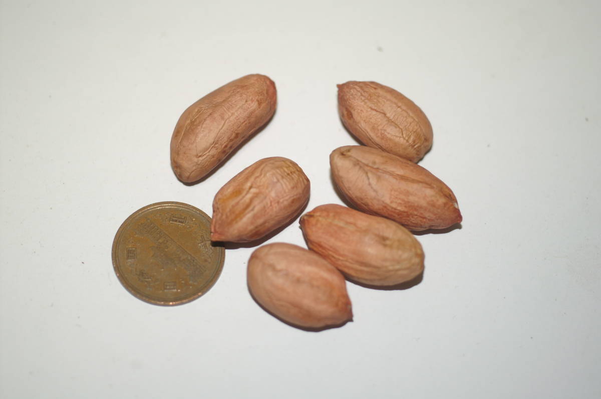 落花生種子　おおまさり　　A品　　　　２０粒　　45_2