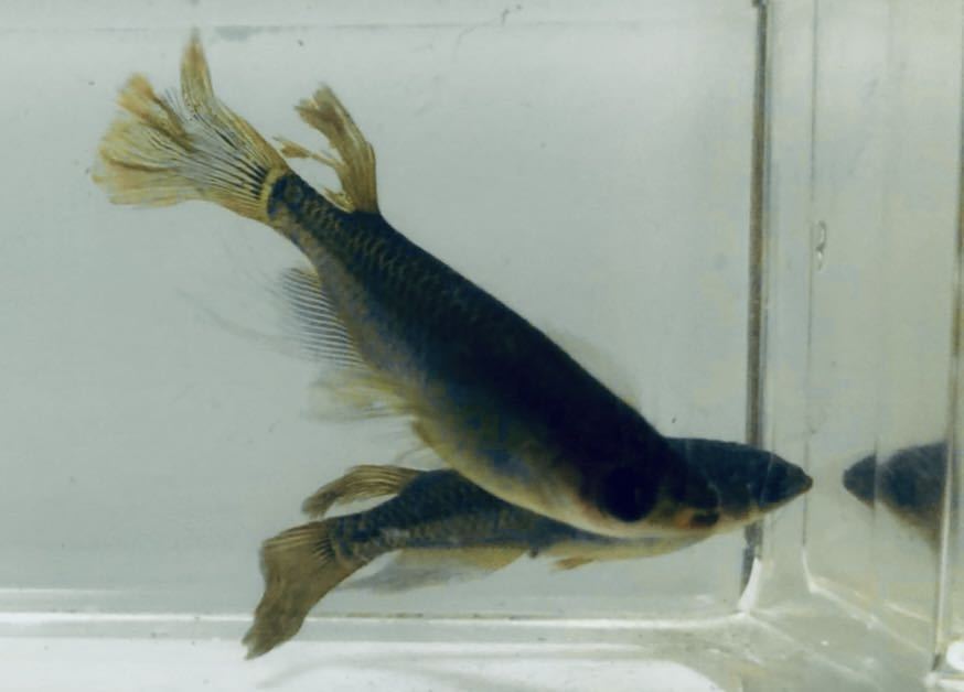 サタン 黄ヒレ メダカ オロチ ヒレ長 幼魚 若魚 6匹 オス4 メス2 ほぼカイジのように美しい めだか 売買されたオークション情報 Yahooの商品情報をアーカイブ公開 オークファン Aucfan Com