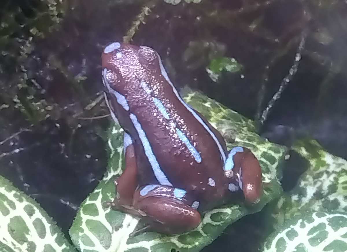 コバルトヤドクガエル アズレウス, image size:1200x871