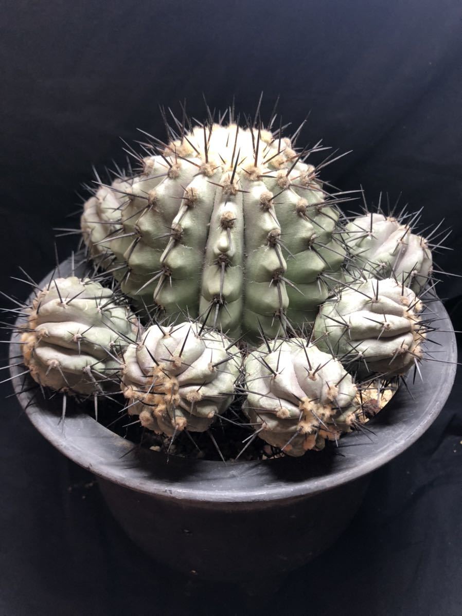 現地球 奥深し 山木 Copiapoa コピアポア コルムナアルバ 孤竜丸