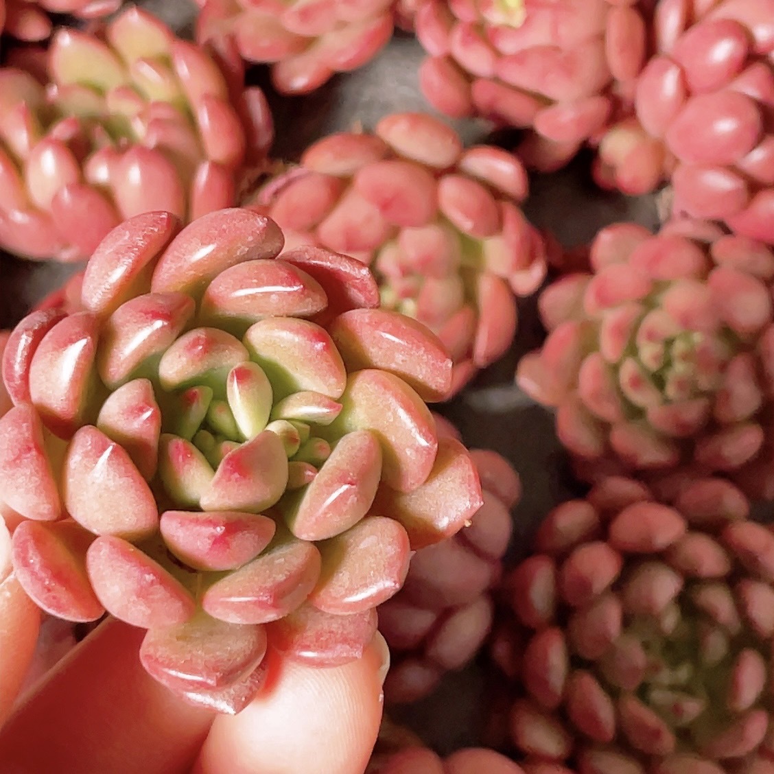 多肉植物 Riri エケベリア 0321 90 ピンクルビー個 サボテン 売買されたオークション情報 Yahooの商品情報をアーカイブ公開 オークファン Aucfan Com