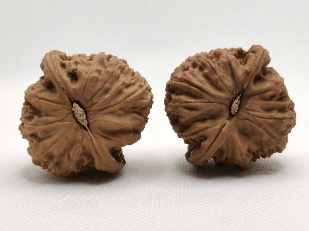 文玩核桃 白獅子 38mm_2