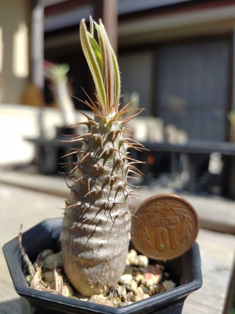 オペルクリカリア パキプス ベアルート株 60