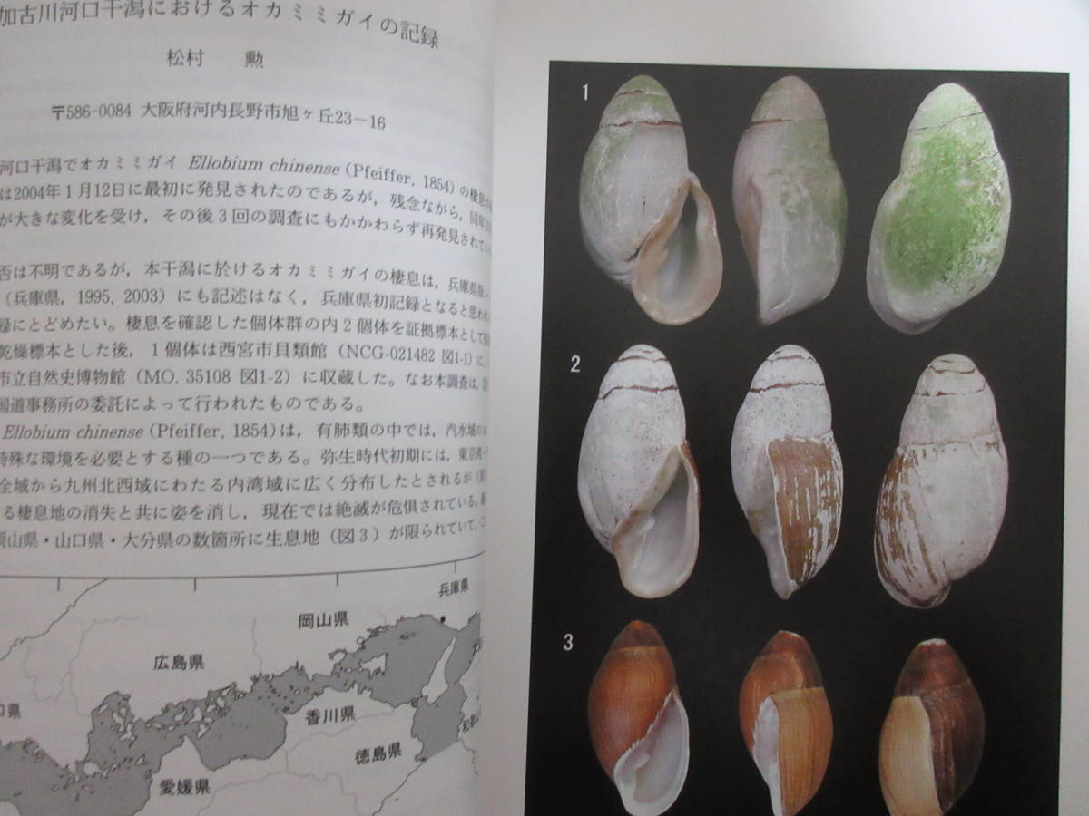 和 ちりぼたん Vol 38 No 1 4 貝類学 リュウキュウキセルガイモドキ カタマイマイ カタツムリ 陸貝 ヒレギレイカ レーダーキヌヅツミ 生物学 売買されたオークション情報 Yahooの商品情報をアーカイブ公開 オークファン Aucfan Com