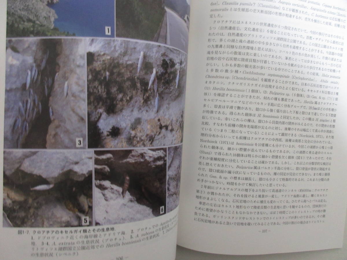 和 ちりぼたん Vol 38 No 1 4 貝類学 リュウキュウキセルガイモドキ カタマイマイ カタツムリ 陸貝 ヒレギレイカ レーダーキヌヅツミ 生物学 売買されたオークション情報 Yahooの商品情報をアーカイブ公開 オークファン Aucfan Com