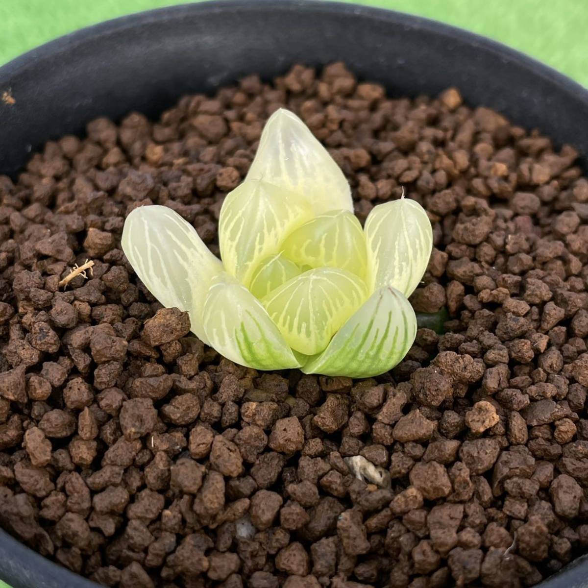 ≧∇≦）多肉植物 ハオルチア 鮮明斑オブツーサ錦 ハオルチア 糊斑 