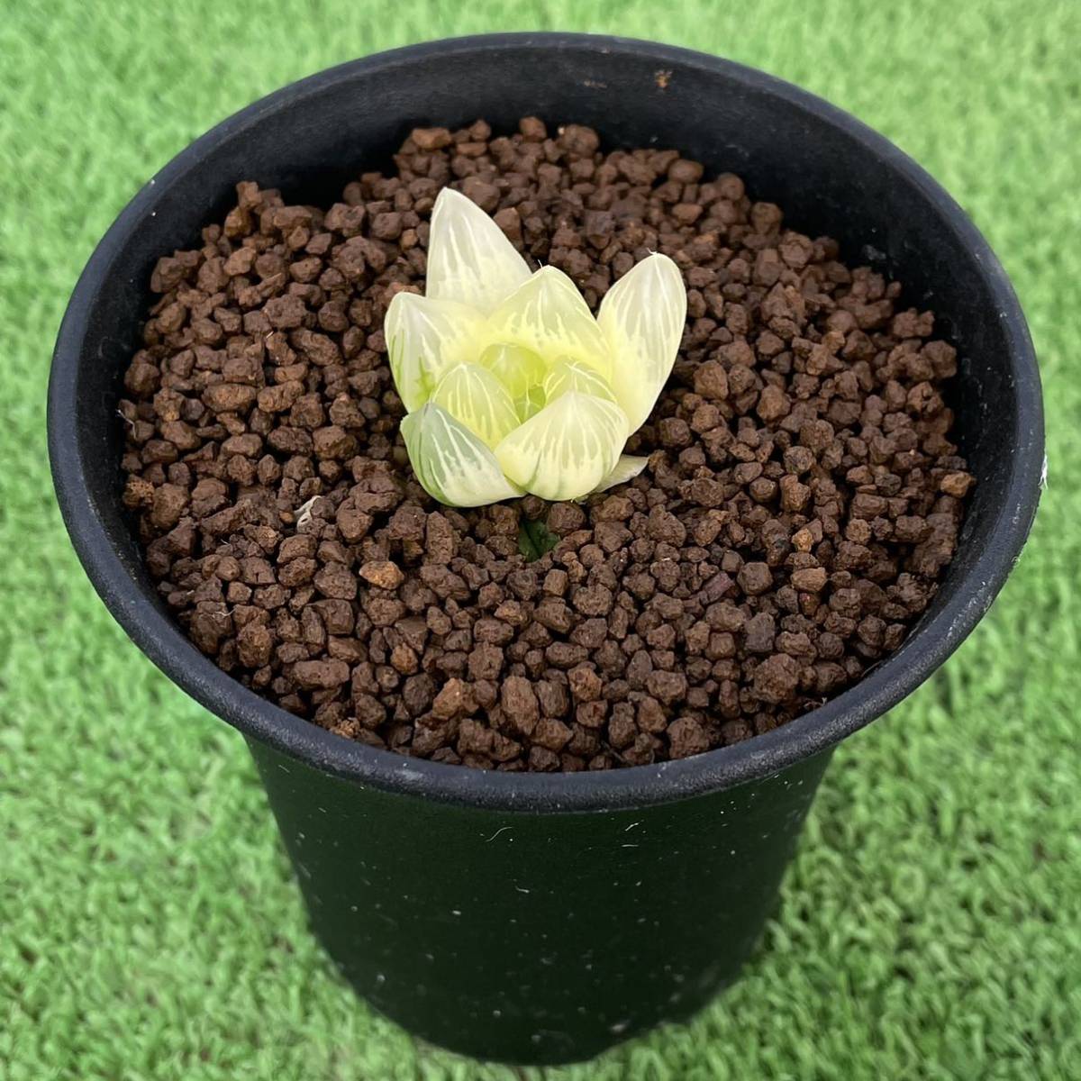 ≧∇≦）多肉植物 ハオルチア 鮮明斑オブツーサ錦 ハオルチア 糊斑 