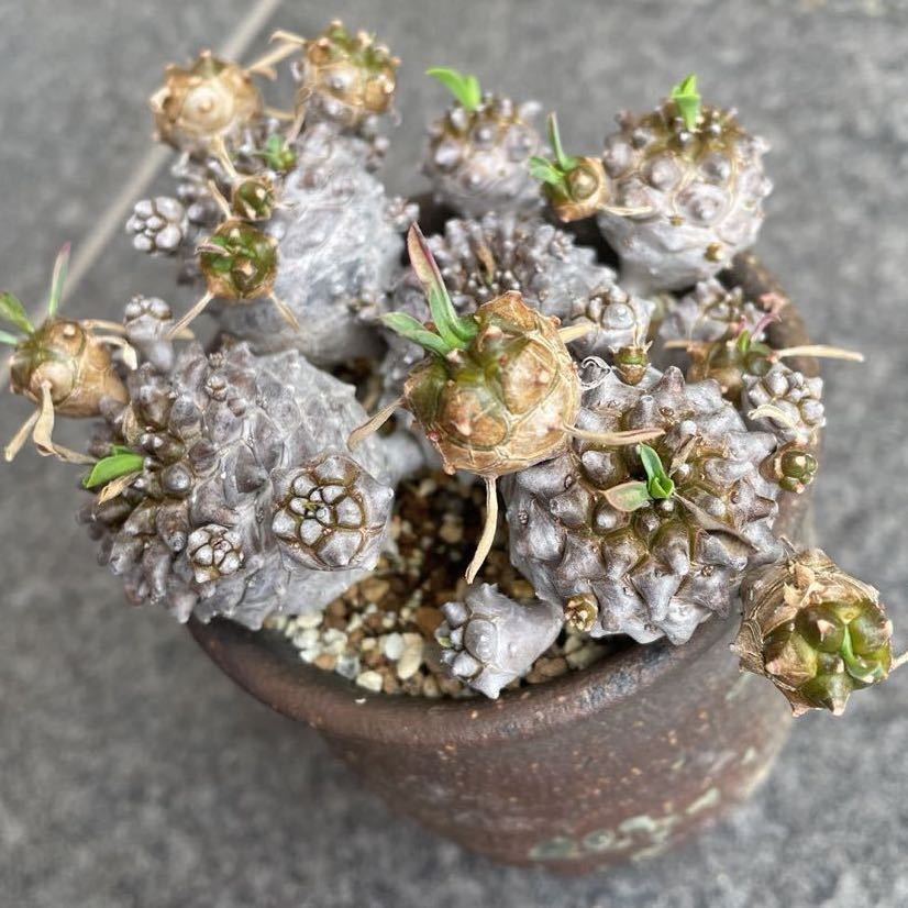 ユーフォルビア 峨眉山 ガビザン がびさん がびざん Euphorbia Gabisan 陶器鉢 サボテン 我眉山 多肉植物 サボテン 売買されたオークション情報 Yahooの商品情報をアーカイブ公開 オークファン Aucfan Com