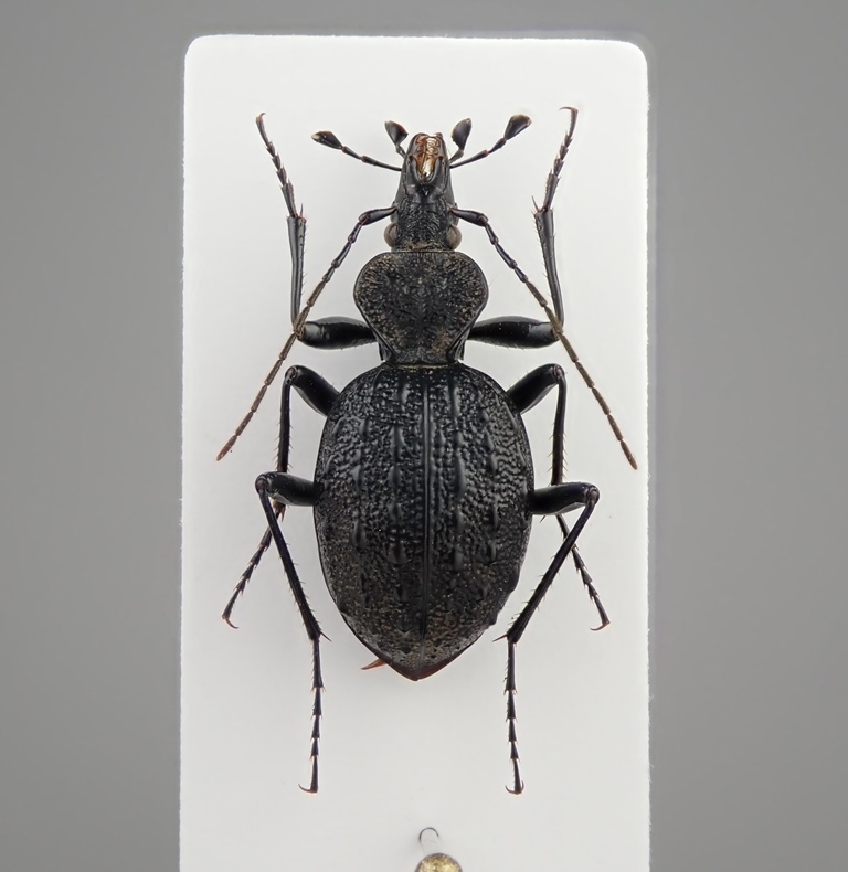 四川省産 セダカオサムシ Cychrus sp. 15mm【標本】 虫類 ペット