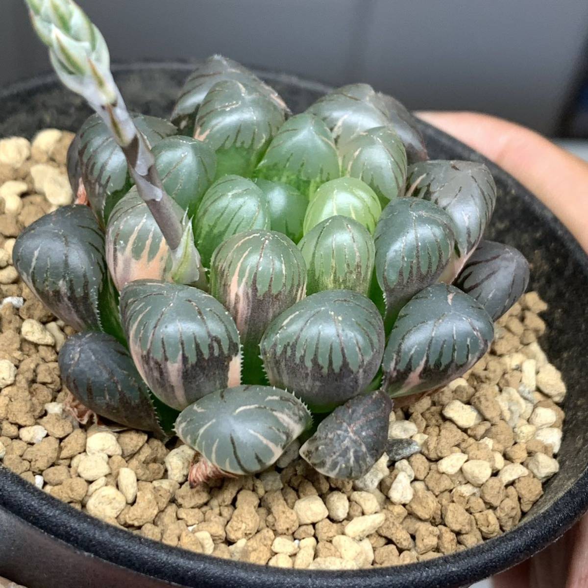 ☆極上斑入り個体☆ハオルチア 人気品種 オブツーサ錦 s*i様 多肉植物