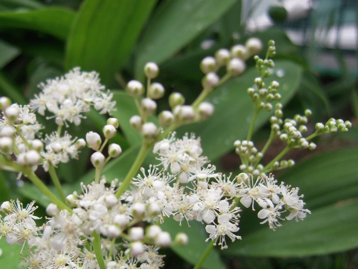 山野草 きれいな 白花京鹿の子キョウカノコ お茶花 3 苗 売買されたオークション情報 Yahooの商品情報をアーカイブ公開 オークファン Aucfan Com