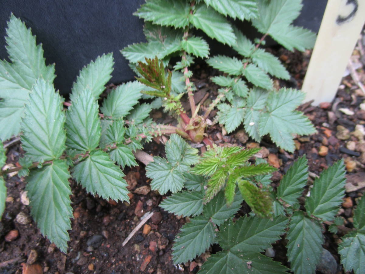 山野草 きれいな 白花京鹿の子キョウカノコ お茶花 3 苗 売買されたオークション情報 Yahooの商品情報をアーカイブ公開 オークファン Aucfan Com