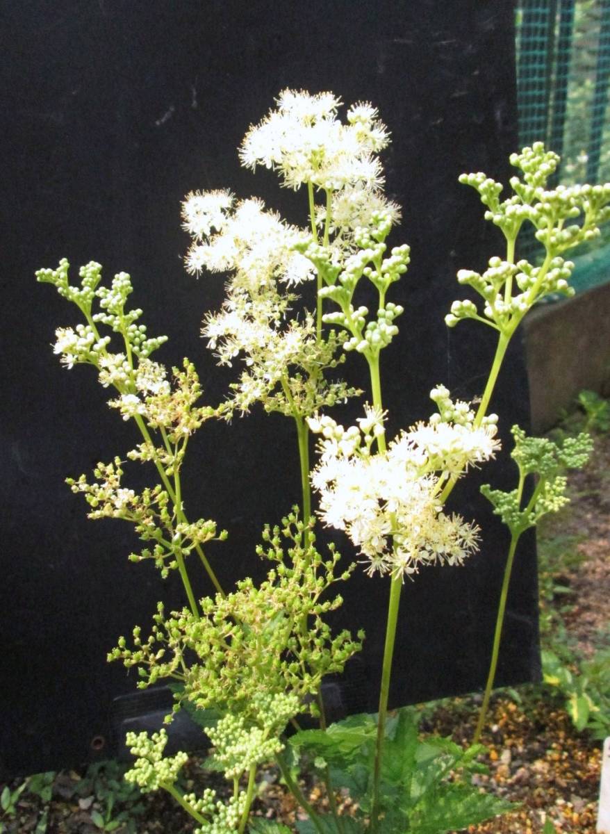 山野草 きれいな 白花京鹿の子キョウカノコ お茶花 3 苗 売買されたオークション情報 Yahooの商品情報をアーカイブ公開 オークファン Aucfan Com