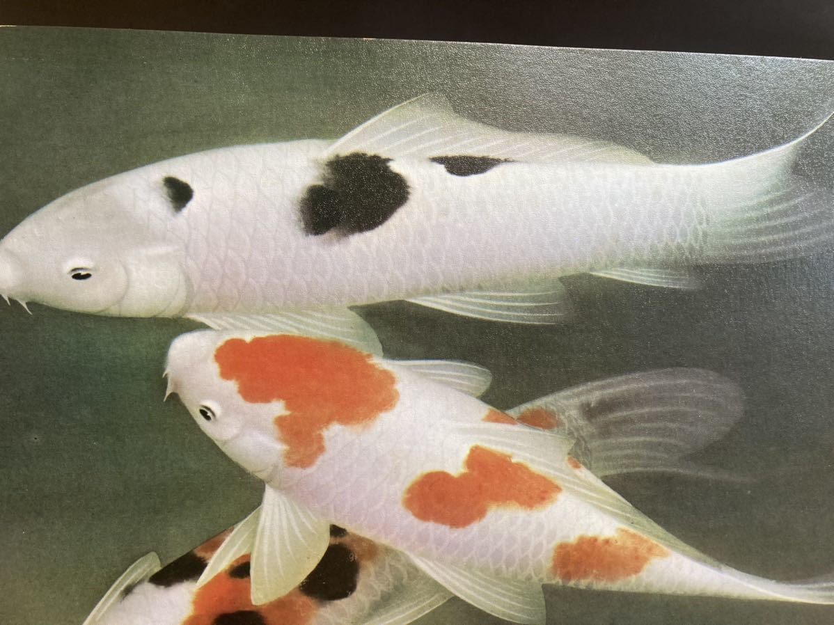 2A25】現代名画 日本画 遊鯉図 恩田華秀 額装 魚 (花鳥、鳥獣)｜売買
