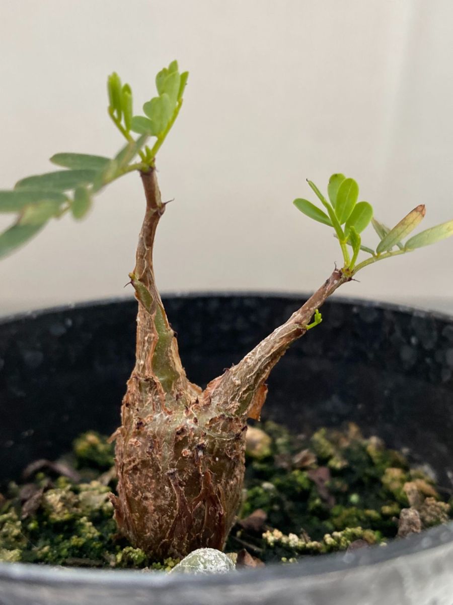 plants260513d90_1_43743688-a673-40bd-bb7e-ce64b75f199d