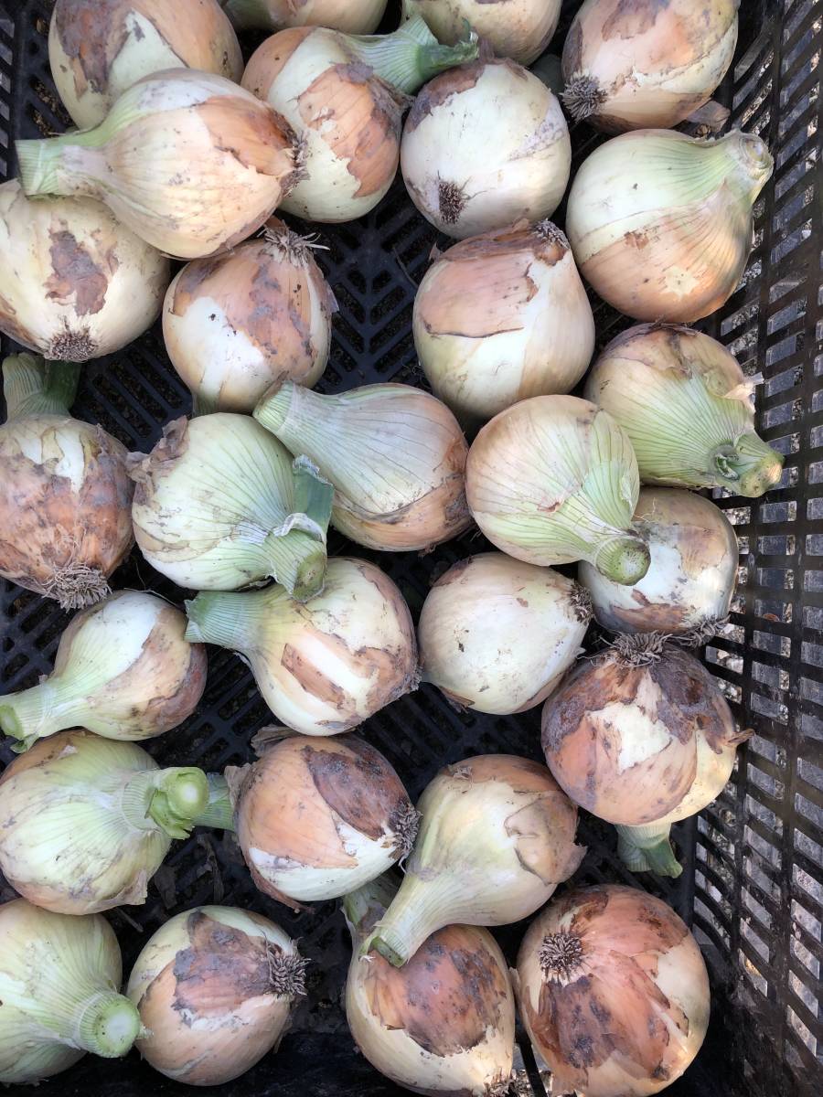 香川県産　七宝早生玉葱（タマネギ　訳アリ７キロ）_1